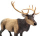 Elk (Safari Ltd.)