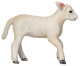 Sheep - Romney Lamb Running (Mojo)