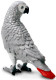 Parrot - African Grey (Safari Ltd.)