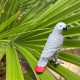 Parrot - African Grey (Safari Ltd.)