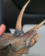 Triceratops - Hu Yan Zhuo - Paint Defect (Haolonggood) Triceratops - Hu Yan Zhuo - Paint Defect (Haolonggood)