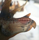 Triceratops - Hu Yan Zhuo - Paint Defect (Haolonggood) Triceratops - Hu Yan Zhuo - Paint Defect (Haolonggood)