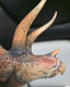 Triceratops - Hu Yan Zhuo - Paint Defect (Haolonggood) Triceratops - Hu Yan Zhuo - Paint Defect (Haolonggood)