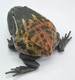 REBOR Beelzebufo ampinga 'Goo Goo Doll' Swamp Version - Left Side View