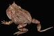 REBOR Beelzebufo cornuta 'Little Feet' Rainforest Version #161199 - Hero Image