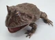 REBOR Beelzebufo cornuta 'Little Feet' Rainforest Version #161199 mouth open