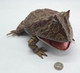 REBOR Beelzebufo cornuta “Little Feet” Rainforest Version #161199 Front Angle View