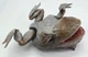REBOR Beelzebufo cornuta 'Little Feet' Rainforest Version #161199 belly view