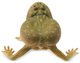 Toymany - Budgett’s Frog #00390 rear image