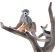 Toymany - Squirrel Monkey #00447 hanging around image