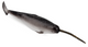Toymany - Narwhal #00370 side image