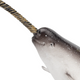 Toymany - Narwhal #00370 head image