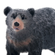 Toymany - Black Bear #00196 - close-up image