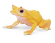 Toymany Solomn Island Leaf Frog - Front Angle View