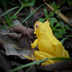 Toymany Solomn Island Leaf Frog - Jungle View