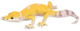 Toymany Leopard Gecko #308 - right side View