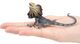 Toymany Frilled Lizard #311 - size reference image