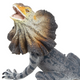 Toymany Frilled Lizard #311 - Front zoom View