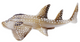 Toymany - Bowmouth Guitarfish #449 left side image
