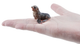 Toymany - Fur Seal #459 size reference image