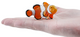 Toymany - Clownfish #457 size reference image