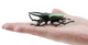 Toymany - Atlas Beetle #423 - size reference image