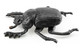 Toymany Dung Beetle - #421 - Side View
