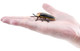 Toymany Firefly #426 - Firefly on Hand