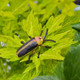 Toymany Firefly #426 - In Nature
