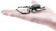 Toymany Janson's Long-armed Scarab Beetle #431 - On Hand