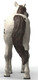 Schleich Knabstrupper Gelding #14916 - Rear View