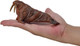 Mojo Walrus #381140 - On Hand