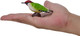 Mojo Green Woodpecker #381141 - On Hand