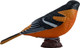 Mojo Northern Oriole #381143 - Right View