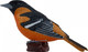 Mojo Northern Oriole #381143 - Left View