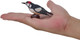 Mojo Spotted Woodpecker #381142 - On Hand