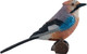 Mojo European Jay #381146 - Right View