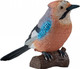 Mojo European Jay #381146 - Main Picture
