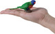 Mojo Australian Rainbow Lorikeet #381150 - On Hand