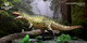 Haolonggood Acrocanthosaurus - Zhang Qing - Jungle View