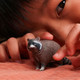 Schleich Racoon #14937 - Playtime