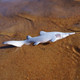 Safari Ltd. Goblin Shark #110031 - In Nature