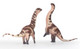 Haolonggood Dreadnoughtus - Xiong Kuo Hai - Brown - Babies Close Up