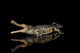 Haolonggood Sarcosuchus Imperator - Tong Wei - Green - Right Side View