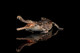Haolonggood Sarcosuchus Imperator - Tong Meng - Brown - Face View
