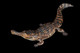 Haolonggood Sarcosuchus Imperator - Tong Meng - Brown - Top View