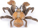 Papo Coconut Crab #56020 - Top View Up