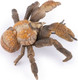 Papo Coconut Crab #56020 - Top View Right