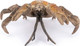 Papo Coconut Crab #56020 - Front View