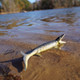 Safari Ltd. Mosasaurus #110027 - In Nature